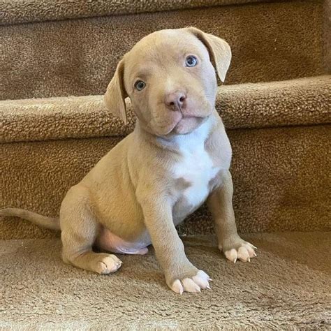 pitbull puppies for sale in omaha